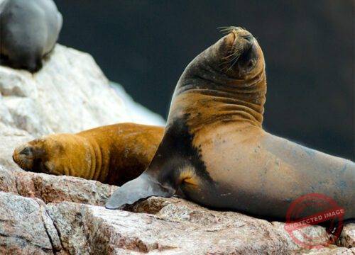 Ballestas and Paracas - GROUP TOUR