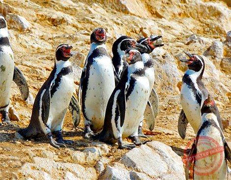 Paracas