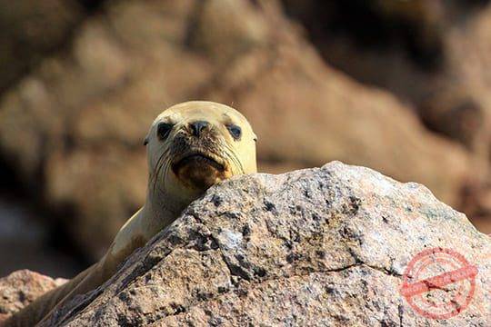 Ballestas Islands | Group Tour