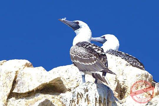 Ballestas, Wine & Huacachina
