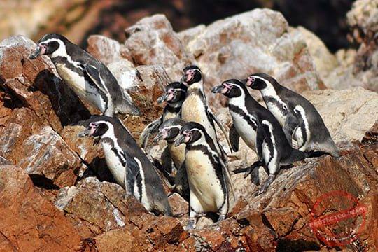 Ballestas & Paracas from San Martin Port